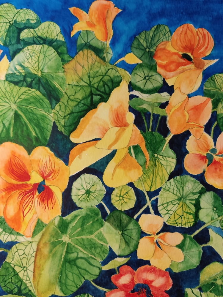 Nasturtium watercolour painting 