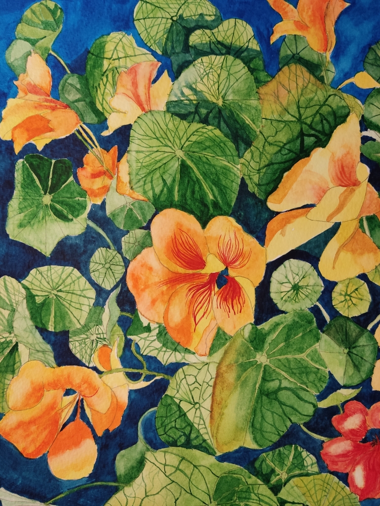 Nasturtium watercolour painting 