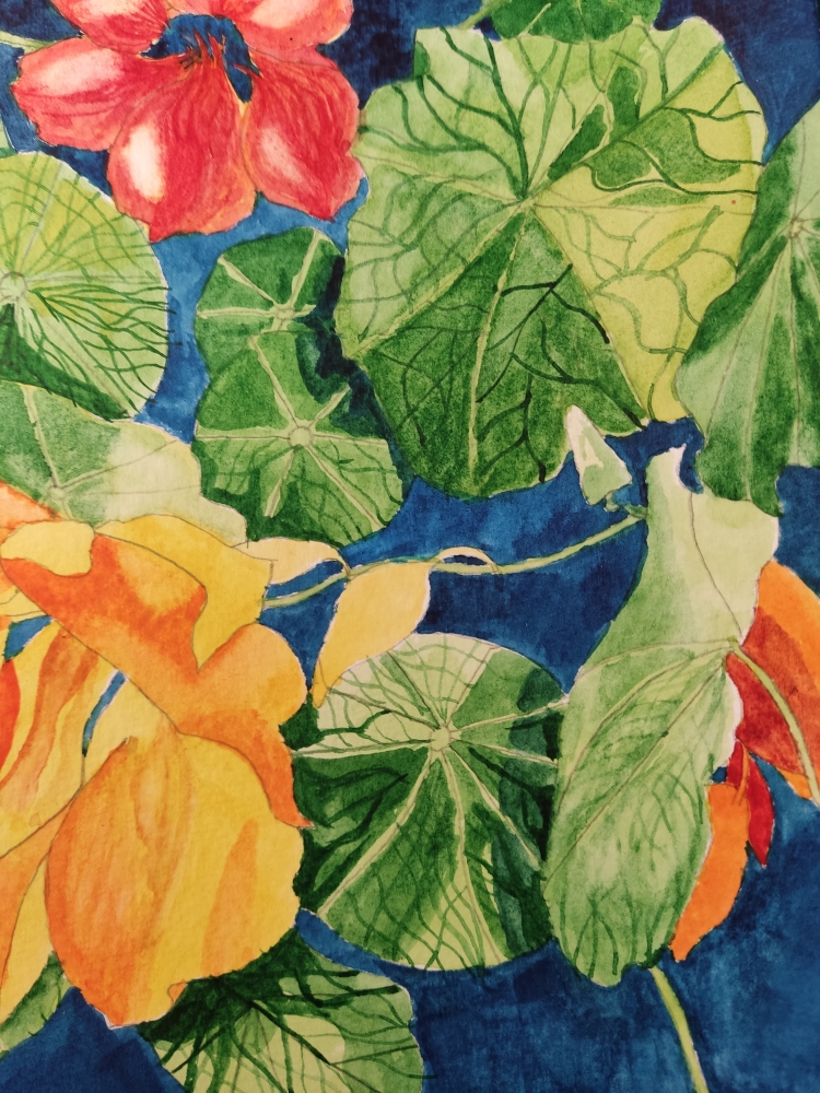 Nasturtium watercolour painting 