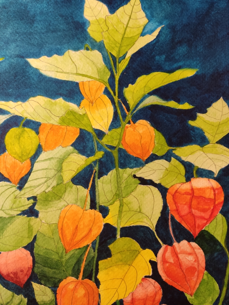 Chinese lanterns watercolour 