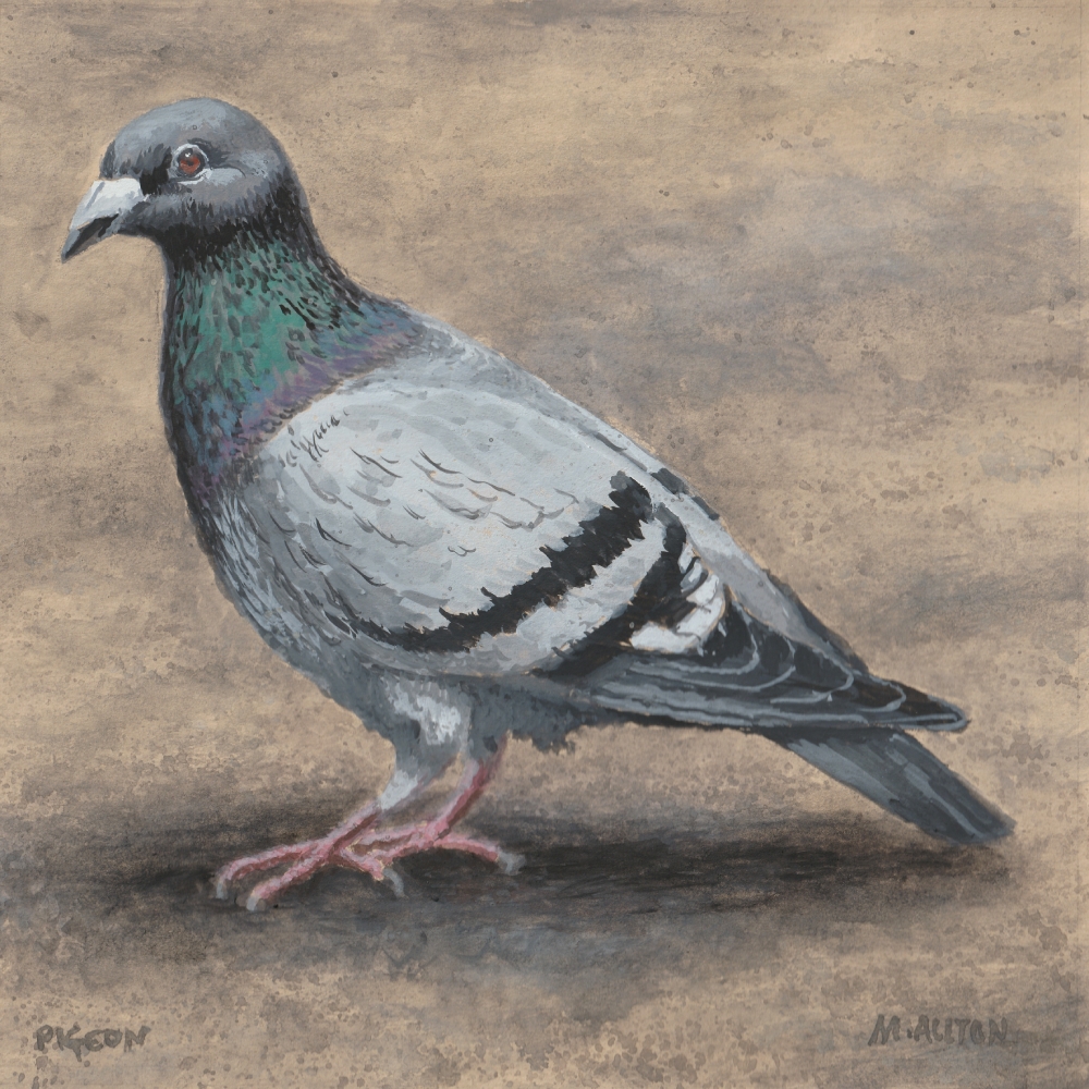 'Pigeon' Original framed gouache painting by Matthew Allton