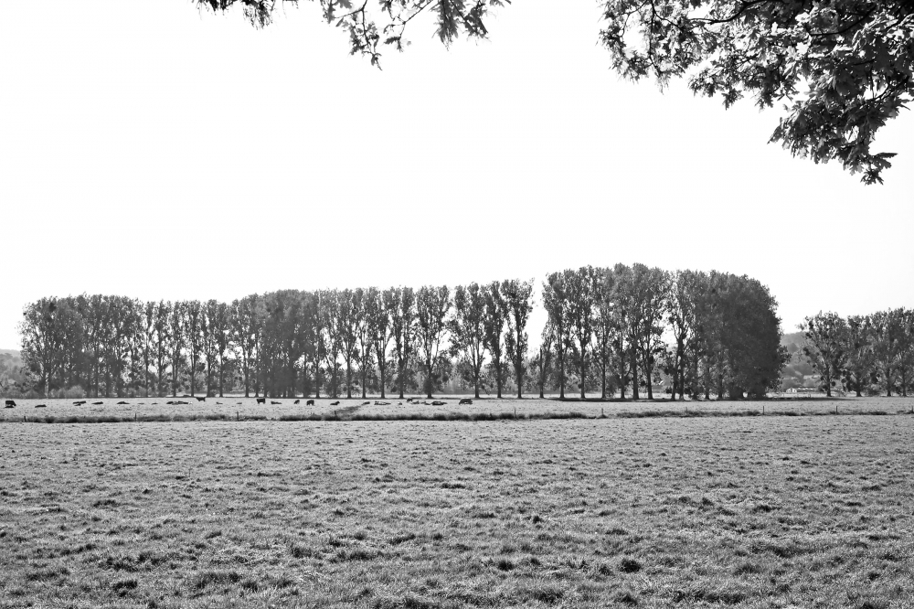River Epte Poplars