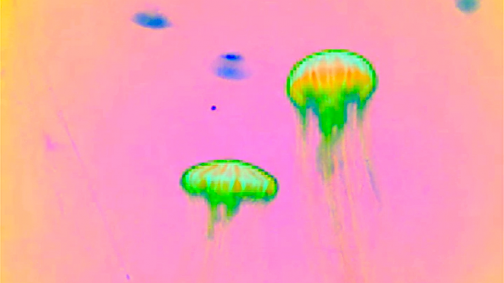 Save The Jellyfish 3