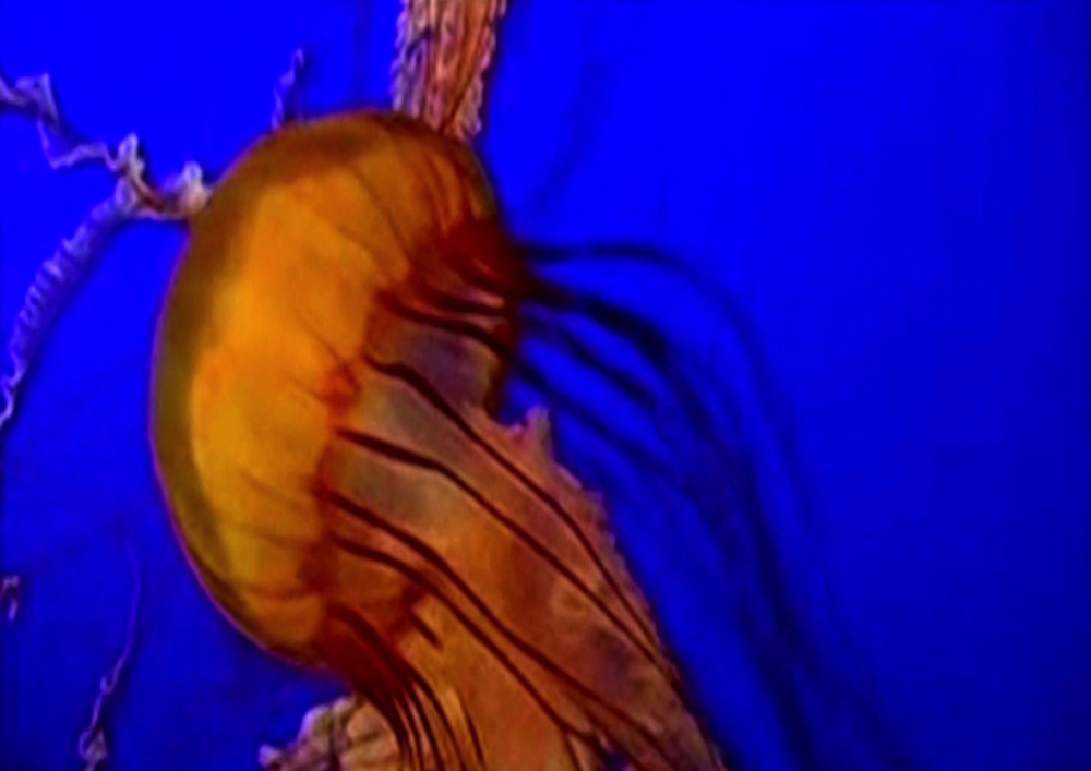 Save The Jellyfish 10