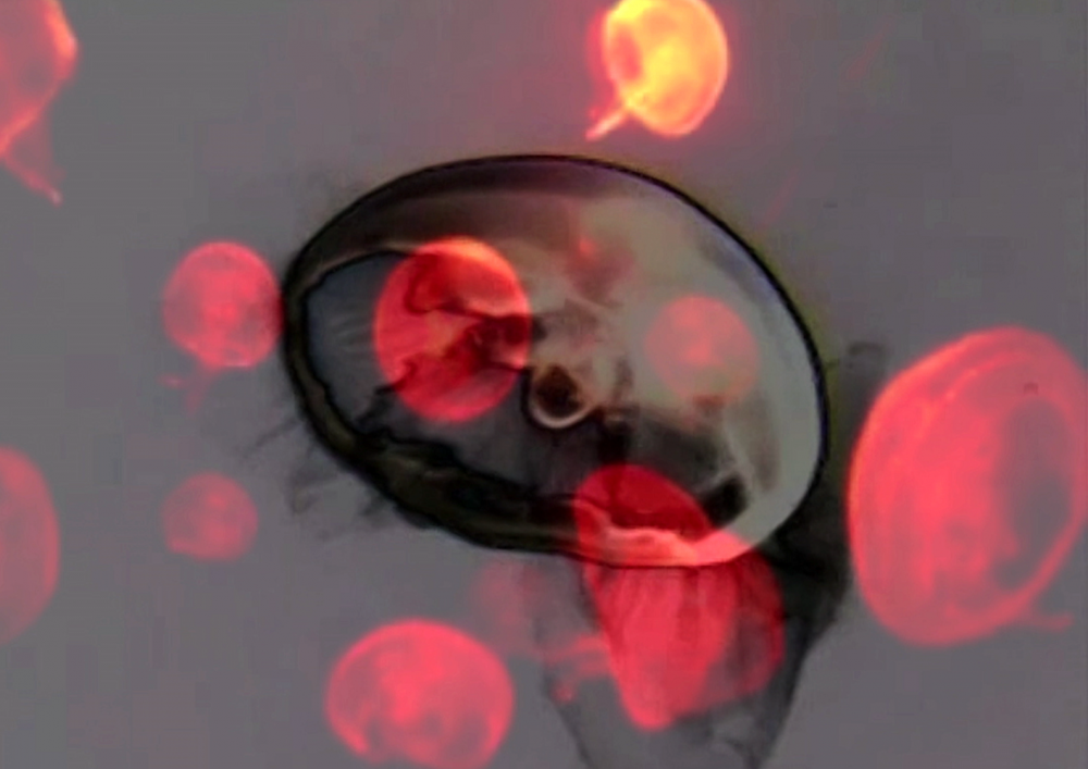 Save The Jellyfish 11