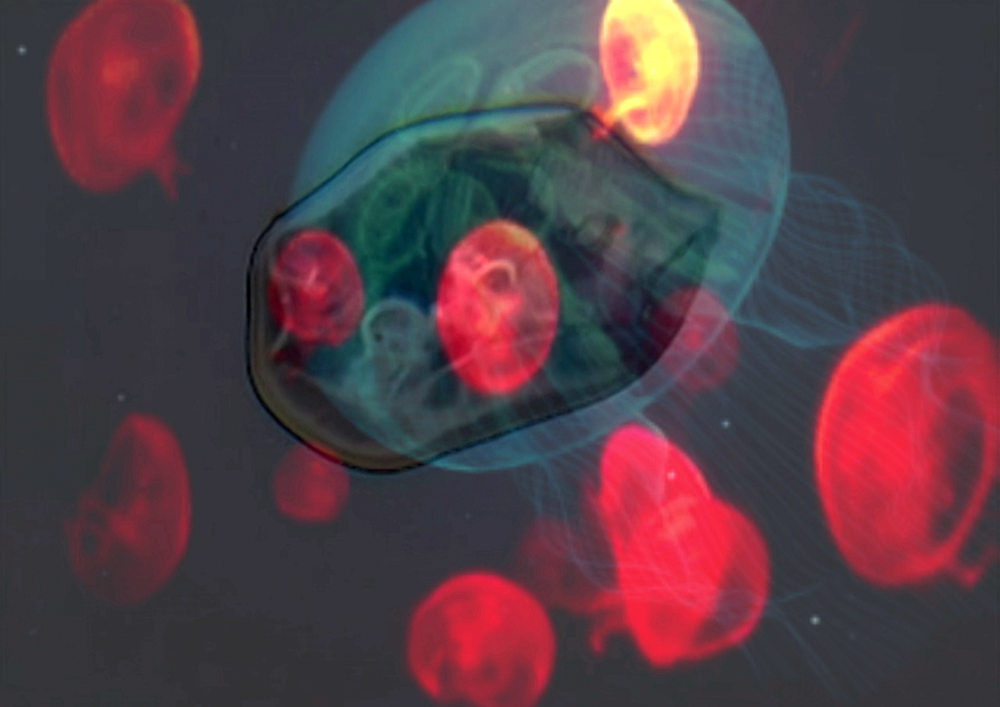 Save The jellyfish 12