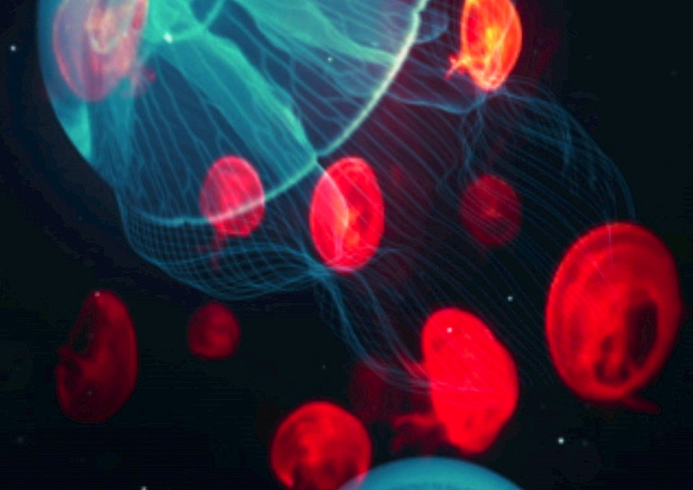 Save The Jellyfish 13