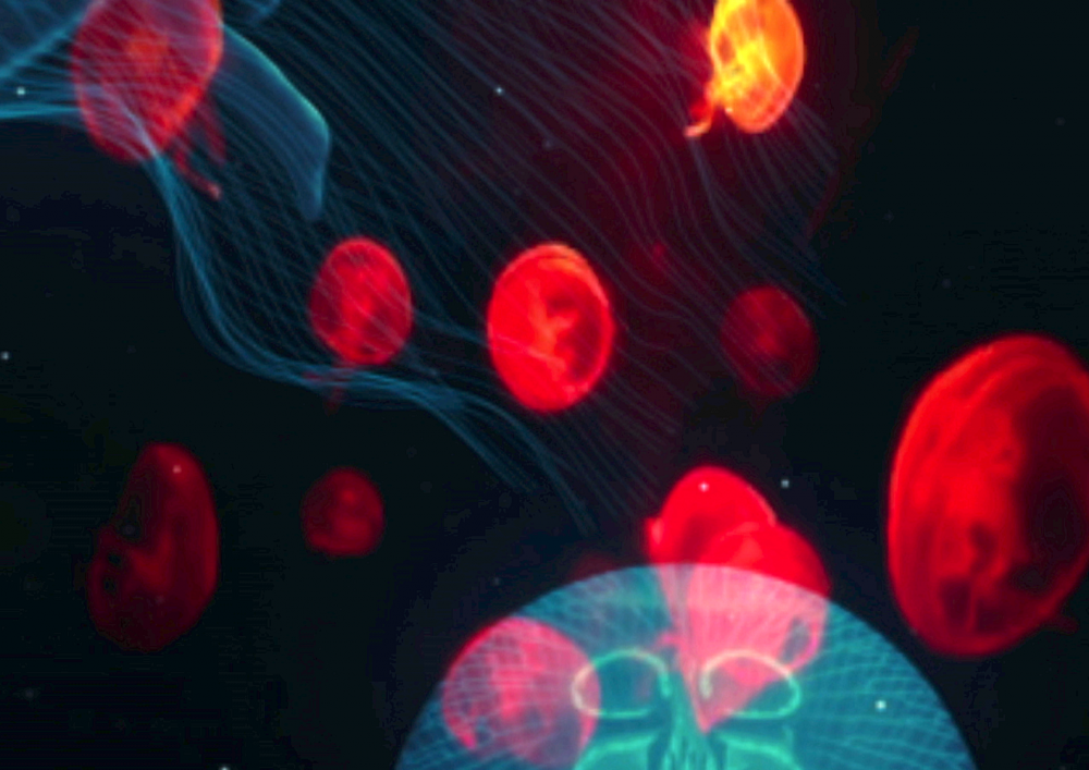 Save The Jellyfish 14