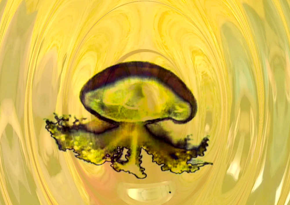Save The Jellyfish 15