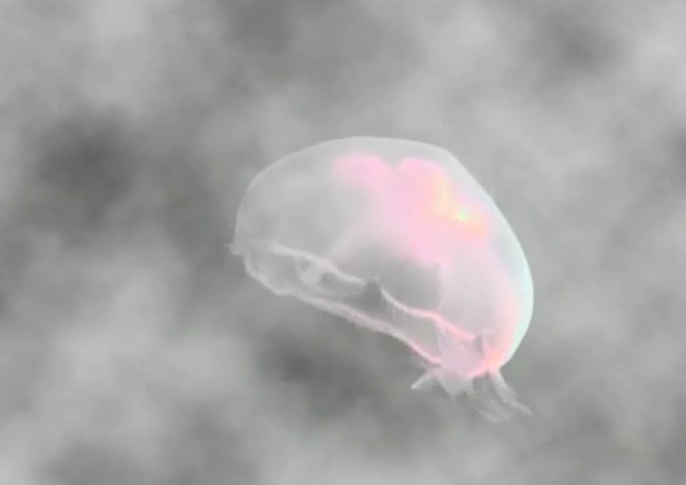 Save The Jellyfish 17