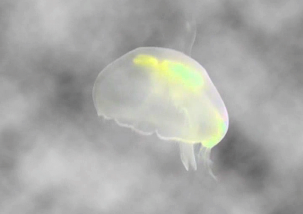 Save The jellyfish 18