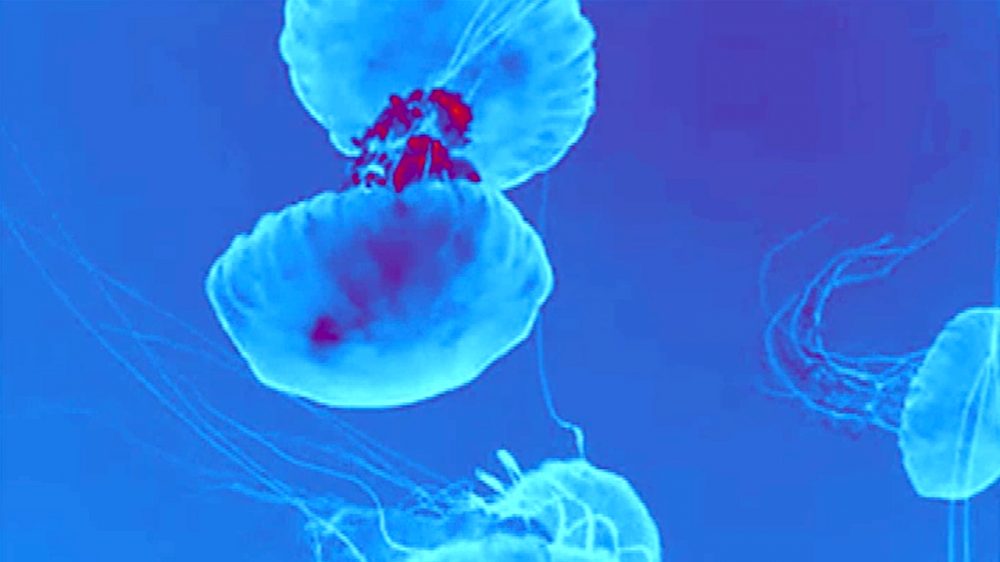 Save The Jellyfish 4