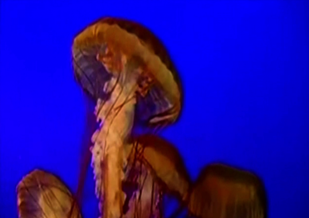 Save The Jellyfish 5