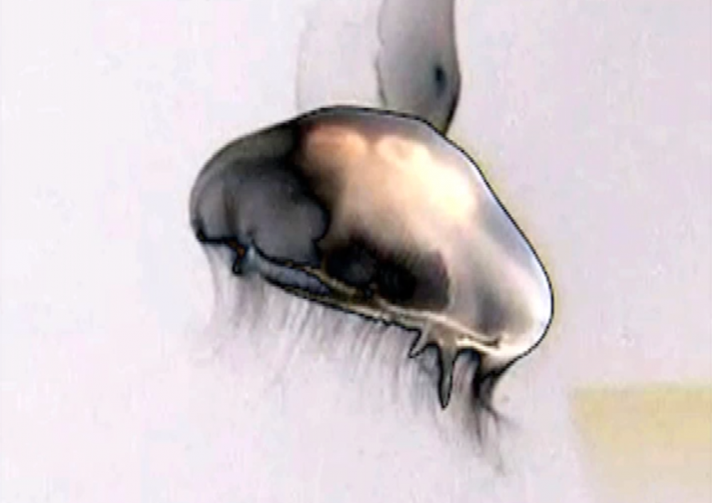 Save The Jellyfish 6