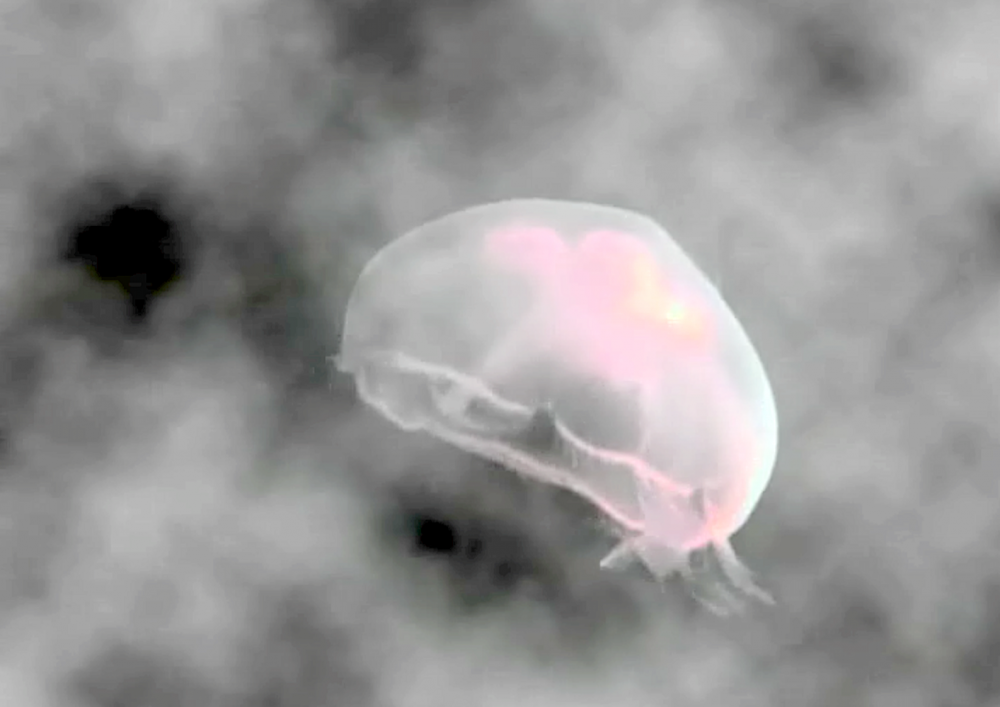 Save The Jellyfish 8