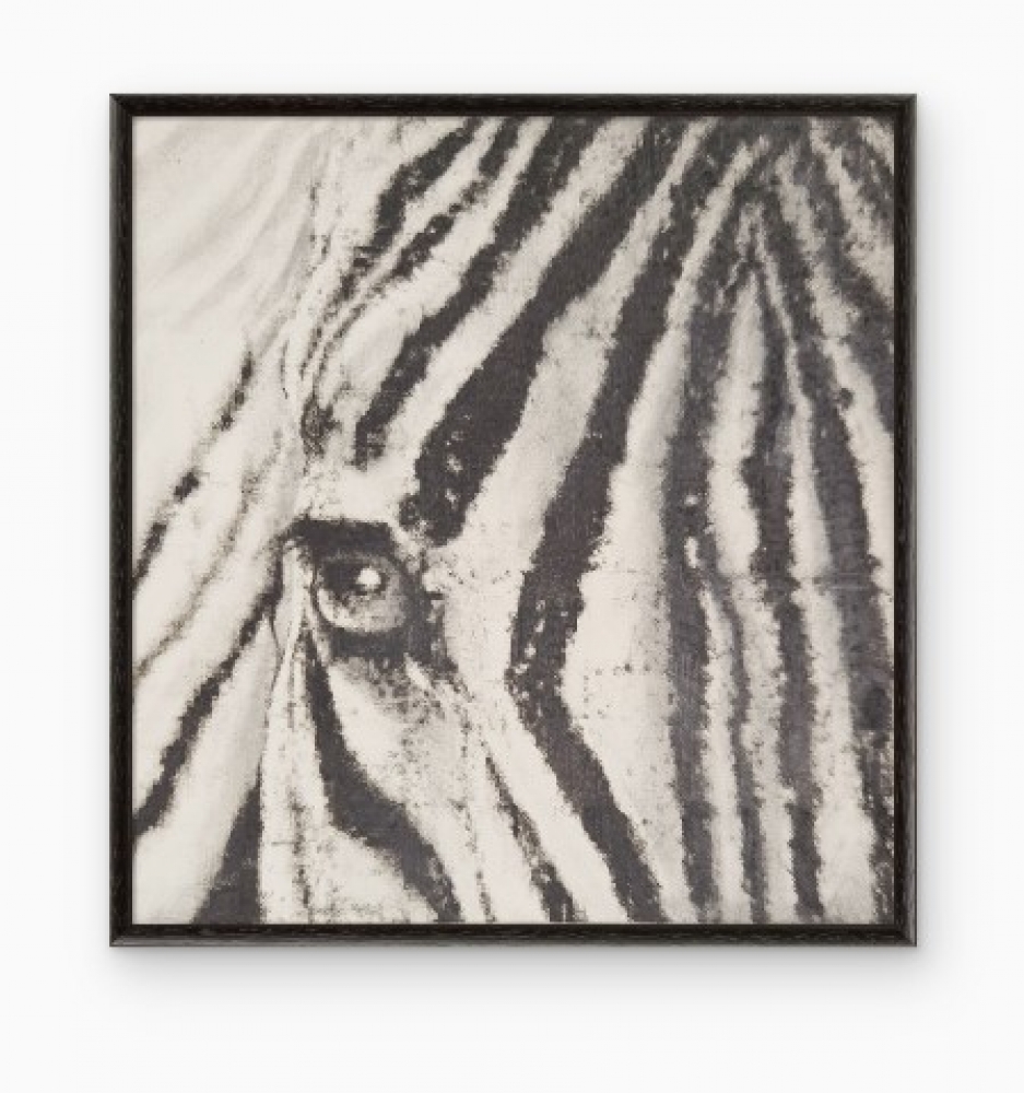 Zebra (2017)