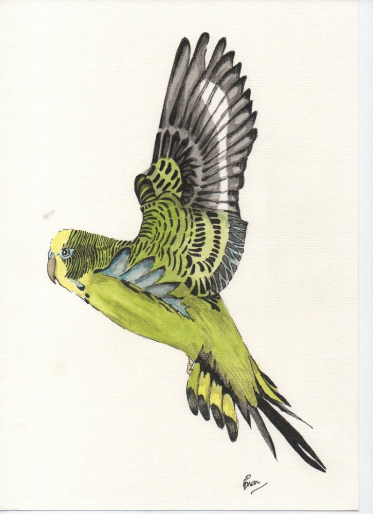 yellow budgerigar in flight