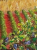 French Vineyards