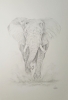 African Elephant