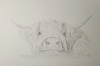 Curious Highland Cow