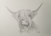 Highland Cow