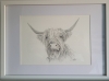 Highland Cow