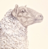 Farm Animals Series - The Sheep (2022)