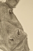 Farm Animals Series - The Calf (2022)
