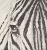Zebra (2017)