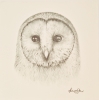 Barn Owl #2 (2017)