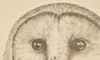 Barn Owl #2 (2017)