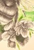Buzzing in the flowers (2021)