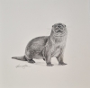 Otter (2021)