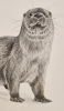 Otter (2021)