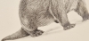 Otter (2021)
