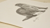 Otter (2021)