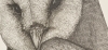 Owl #3 (2016)