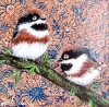 Black-Throated Bushtits (2022)