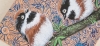 Black-Throated Bushtits (2022)