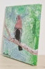 Pink-Throated Twinspot (2022)