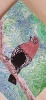 Pink-Throated Twinspot (2022)