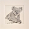 Koala (2021)