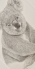 Koala (2021)