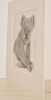 Koala (2021)