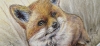Fox (2021)