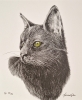 Black Cat (2021)