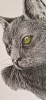 Black Cat (2021)