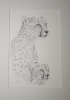 Cheetah and Cub