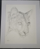 Mountain Lion