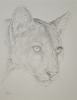 Mountain Lion